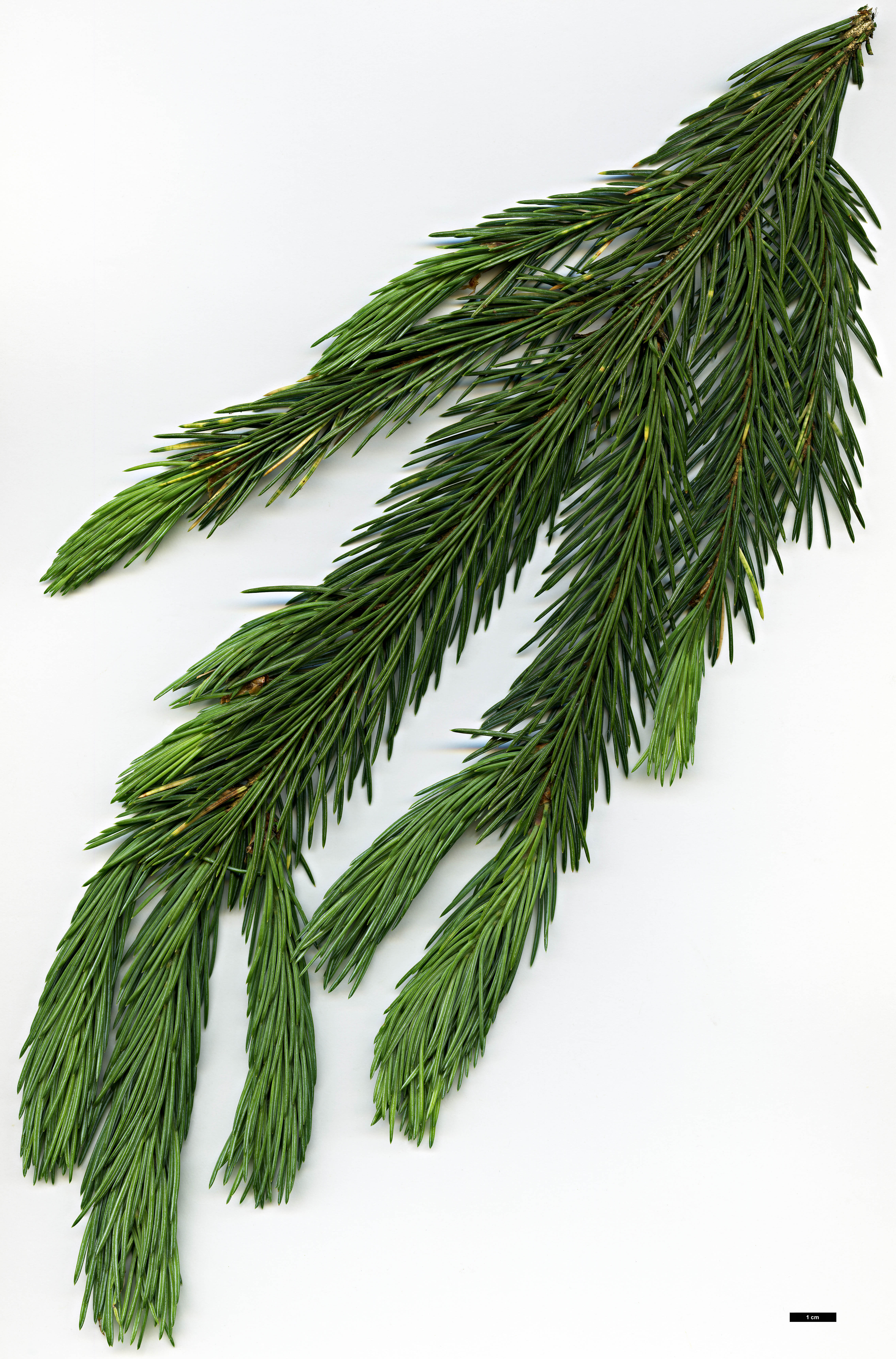 High resolution image: Family: Pinaceae - Genus: Picea - Taxon: engelmannii - SpeciesSub: subsp. mexicana 